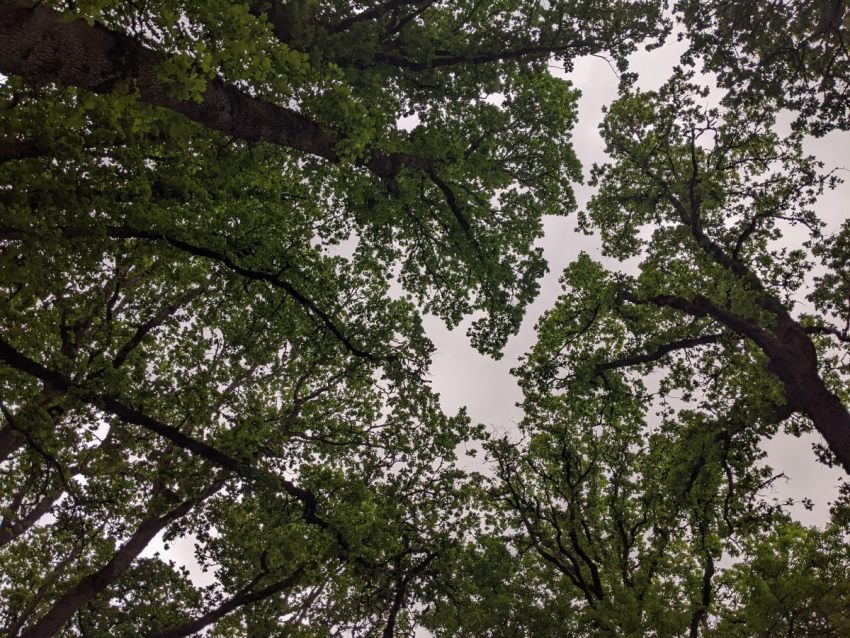 Oak trees in the park