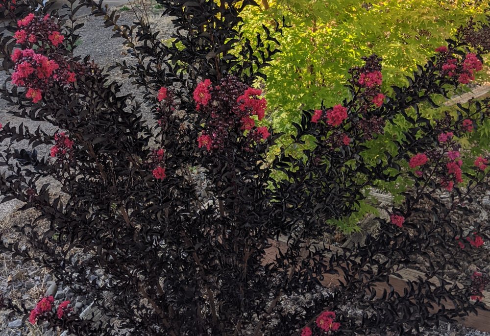 A shrub with black leaves and pink flowers