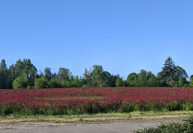 A field of red clover